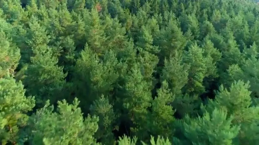Természetregenerációs projektek